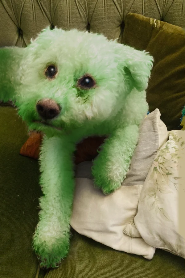 le chien yuki est devenu vert